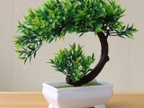 Điểm danh loại phân bón cho cây bonsai chất lượng