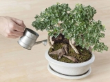 Các loại phân bón tan chậm cho bonsai
