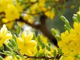 Một số loại phân bón cho hoa mai vàng mà bạn cần biết