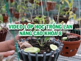 VIDEO LỚP HỌC TRỒNG LAN NÂNG CAO KHÓA 8