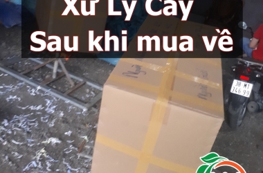 Hướng Dẫn Chăm Sóc Hoa Lan Mới Mua Về Cho Người Mới Tập Chơi