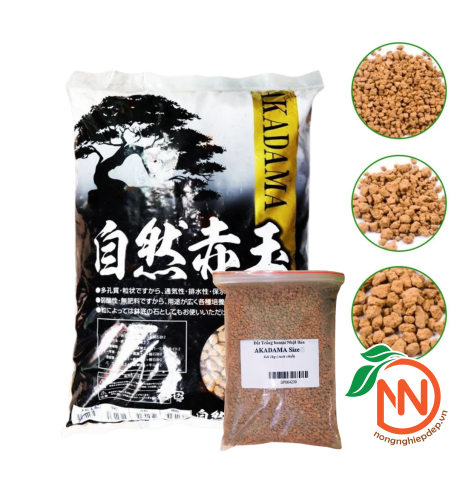 Đất Nung AKADAMA Nhật Bản