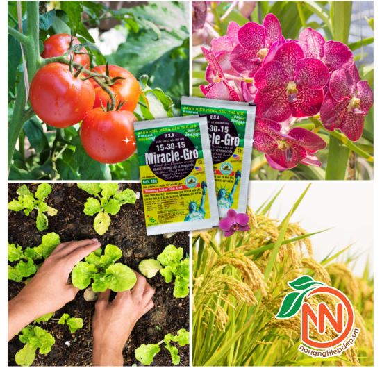 NPK 15-30-15 Miracle-Gro Ngân Anh