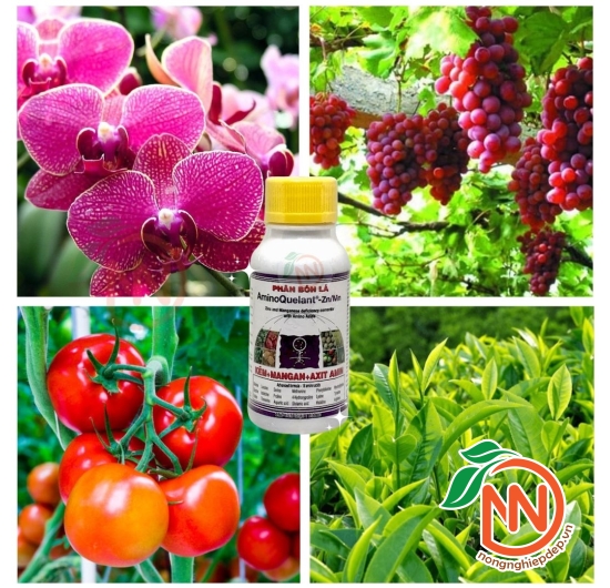 AminoQuelant Zn Mn – Phân Bón Vi Lượng