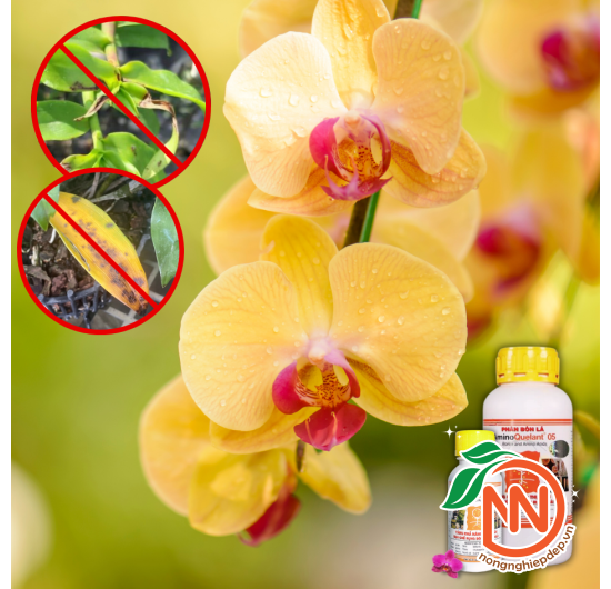 Amino Bo | AminoQuelant - 05 | Phân Bón Chống Rụng Nụ, Rụng Trái
