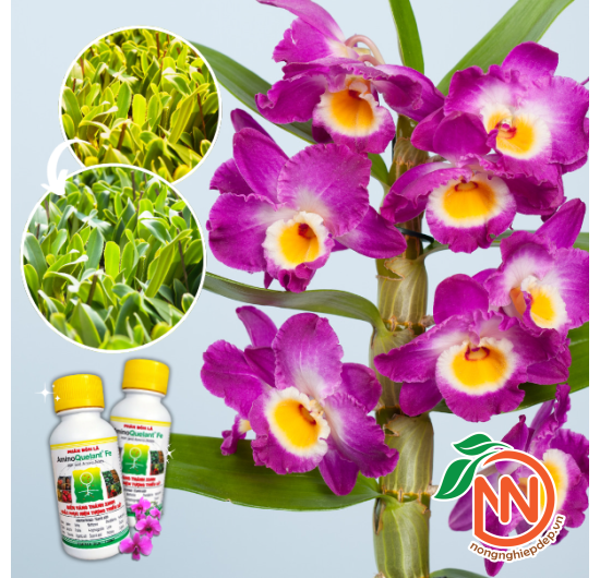 Phân Bón AminoQuelant-Fe (Sắt) | Trị Bệnh Vàng Lá