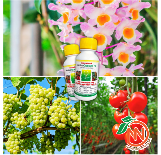 Phân Bón AminoQuelant-Fe (Sắt) | Trị Bệnh Vàng Lá