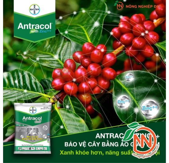 Thuốc Trừ Nấm Bệnh Antracol 75WP - Áo Giáp Kẽm Cho Cây