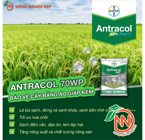 Thuốc Trừ Nấm Bệnh Antracol 75WP - Áo Giáp Kẽm Cho Cây