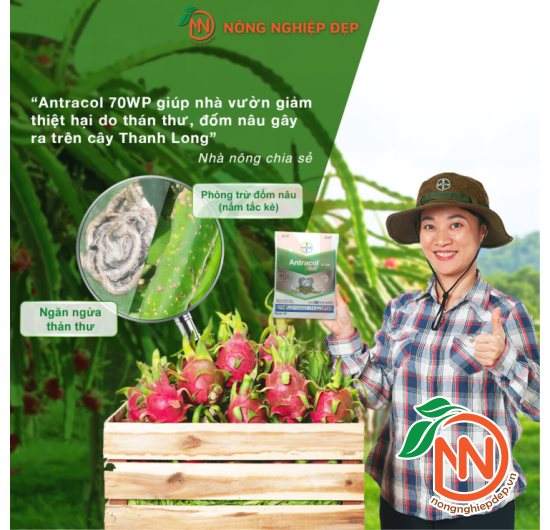Thuốc Trừ Nấm Bệnh Antracol 75WP - Áo Giáp Kẽm Cho Cây