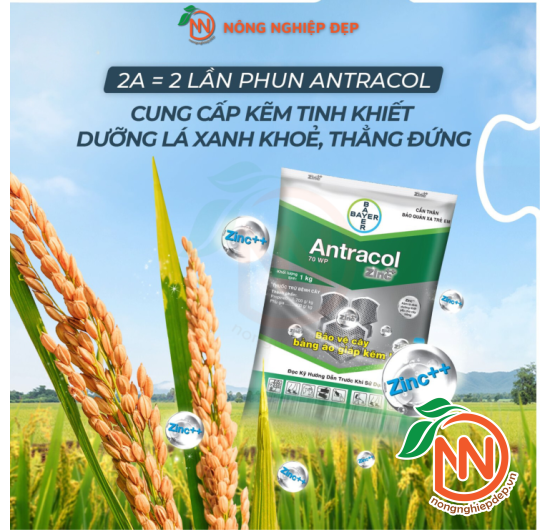 Thuốc Trừ Nấm Bệnh Antracol 75WP - Áo Giáp Kẽm Cho Cây