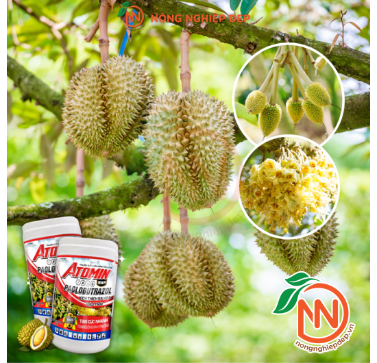 ATOMIN 15WP – Tăng Cường Sinh Trưởng