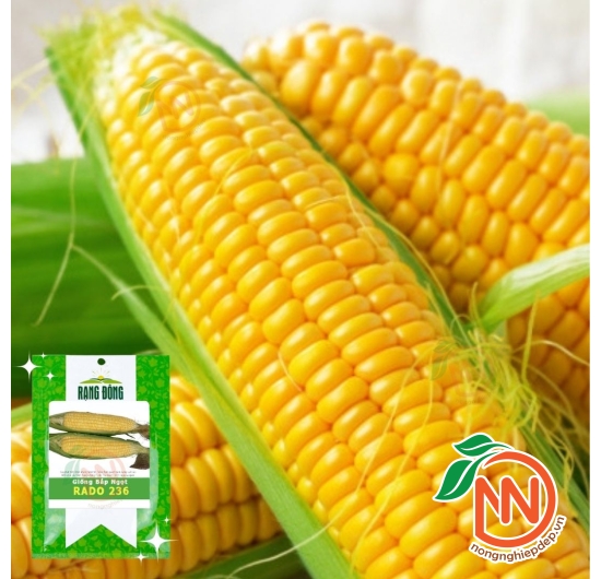 Hạt Giống Bắp Ngọt Rạng Đông - RADO 236