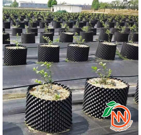 Bầu Ươm V6 - Bầu Uơm Cây Thông Minh