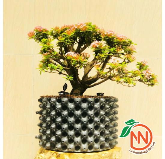 Bầu Ươm V6 - Bầu Uơm Cây Thông Minh
