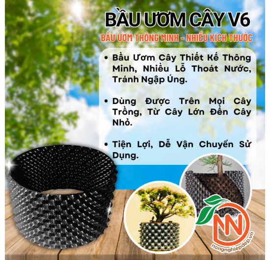 Bầu Ươm V6 - Bầu Uơm Cây Thông Minh