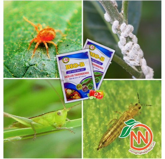 Chế Phẩm Sinh Học BIO-B | Phòng Trừ Bọ Trĩ, Nhện Đỏ, Sâu Rầy