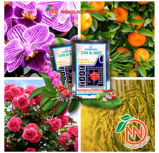 CAM BI NHẬT -  Phân Bón Lá Trung Vi Lượng