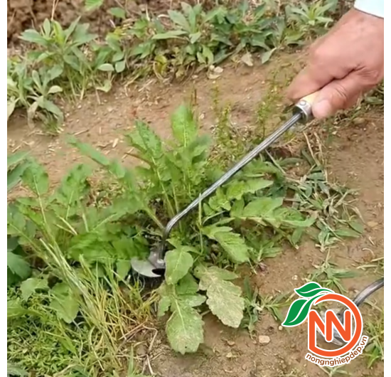 Cào Làm Vườn 2in1 - Cào Đất, Nhổ Cỏ