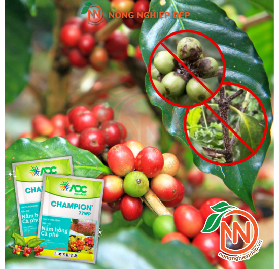Champion 77WP - Thuốc Trừ Bệnh Nấm Hồng Và Thán Thư