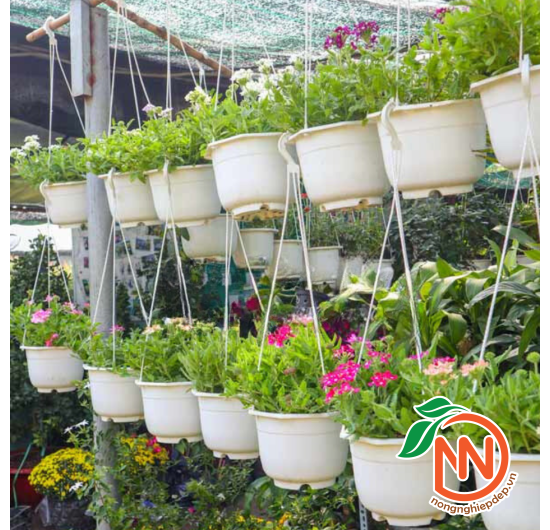 Chậu Nhựa Treo Tròn Trơn - Chậu Treo Trồng Cây