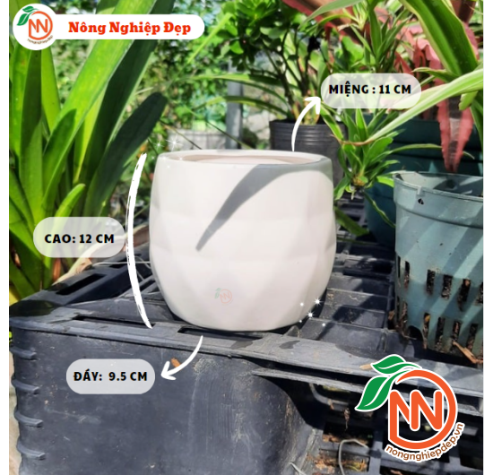Chậu Sứ Trụ Trám Trồng Cây - Chậu Gốm Sứ Mini Trồng Cây Để Bàn