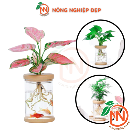Chậu Trồng Cây Thủy Canh - Chất Liệu Nhựa Giả Thủy Tinh