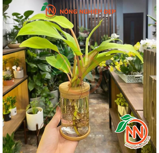 Chậu Trồng Cây Thủy Canh - Chất Liệu Nhựa Giả Thủy Tinh