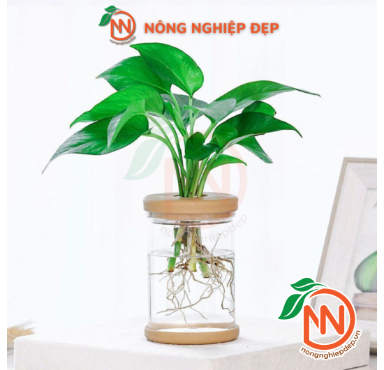 Chậu Trồng Cây Thủy Canh - Chất Liệu Nhựa Giả Thủy Tinh