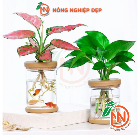 Chậu Trồng Cây Thủy Canh - Chất Liệu Nhựa Giả Thủy Tinh