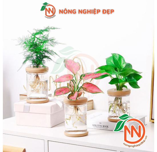 Chậu Trồng Cây Thủy Canh - Chất Liệu Nhựa Giả Thủy Tinh