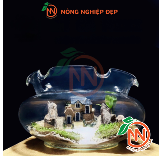 Chậu Thủy Tinh Bèo - Nhiều Size Kích Thước