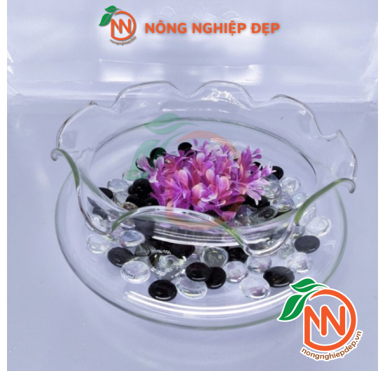 Chậu Thủy Tinh Bèo - Nhiều Size Kích Thước