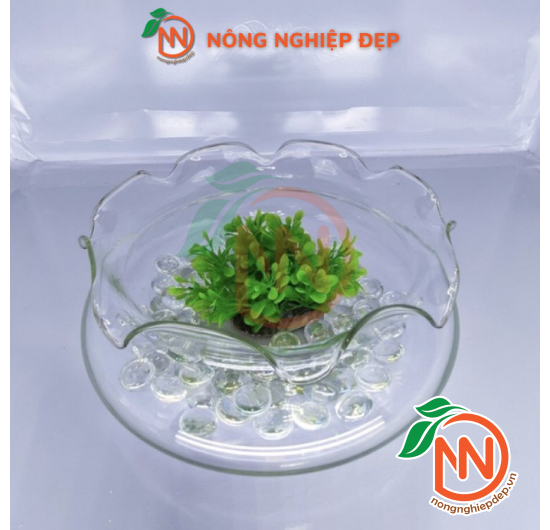 Chậu Thủy Tinh Bèo - Nhiều Size Kích Thước