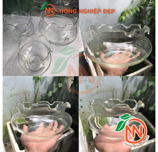 Chậu Thủy Tinh Bèo - Nhiều Size Kích Thước