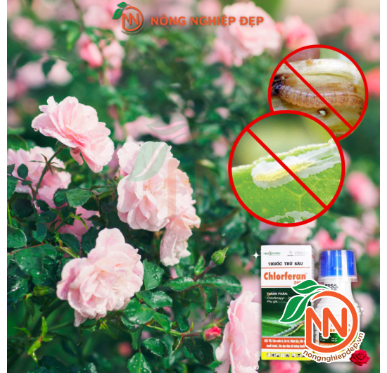 Thuốc Trừ Sâu Chlorferan 240SC - Diệt Sâu Đã Kháng Thuốc