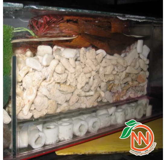 San Hô Lọc Nước Hồ Cá - San Hô Vụn - Cân Bằng pH Trong Nước