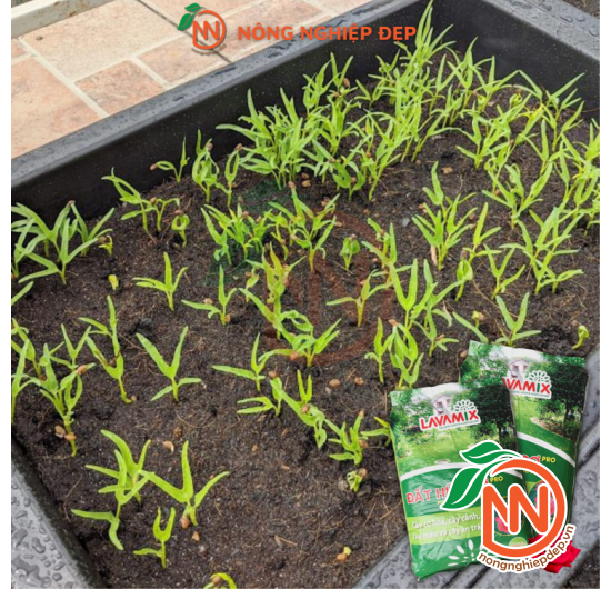 Đất Hữu Cơ Pro LAVAMIX 