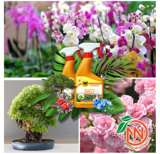 Đầu Trâu Spray 2