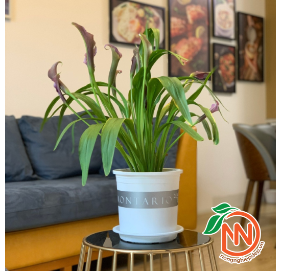 Đĩa Nhựa Tròn Lót Chậu Cây - Đế Nhựa Lót Chậu 
