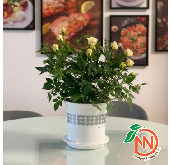 Đĩa Nhựa Tròn Lót Chậu Cây - Đế Nhựa Lót Chậu 