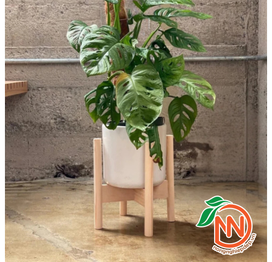 Đôn Gỗ Để Chậu Cây - Đôn Gỗ Kê Chậu Chân Tròn