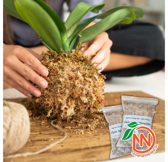 Dớn Trắng Chile Moss NewZiTa - Giá Thể Trồng Lan