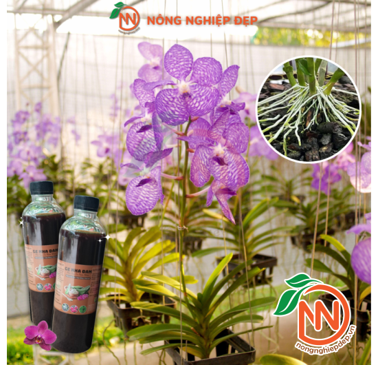 Ge Nha Đam - Enzyme Sinh Học Hoàn Toàn Từ Thiên Nhiên