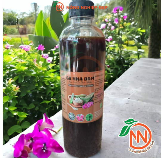 Ge Nha Đam - Enzyme Sinh Học Hoàn Toàn Từ Thiên Nhiên