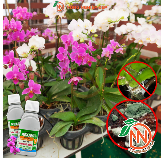 Hexavil 6SC -Thuốc Trừ Bệnh - Đặc Trị Nấm Phổ Rộng