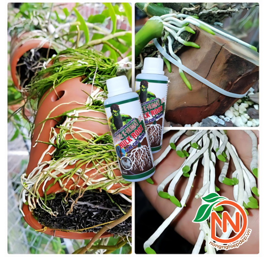 Hulk Root - Vinacal K-Humat APC | Phân Bón Lá Sinh Học