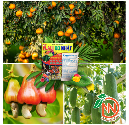 Kali Bo Nhật – Phân Bón Lá NPK