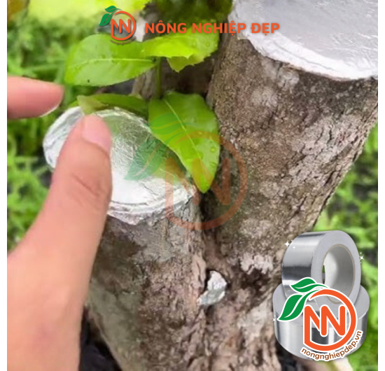 Keo Bạc Dán Mặt Cắt - 5cm