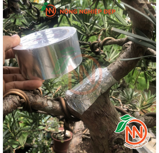Keo Bạc Dán Mặt Cắt - 5cm